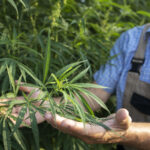 6 raisons d’utiliser du CBD pour améliorer votre bien-être
