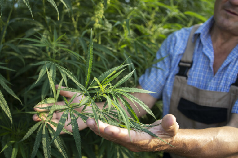 Lire la suite à propos de l’article 6 raisons d’utiliser du CBD pour améliorer votre bien-être