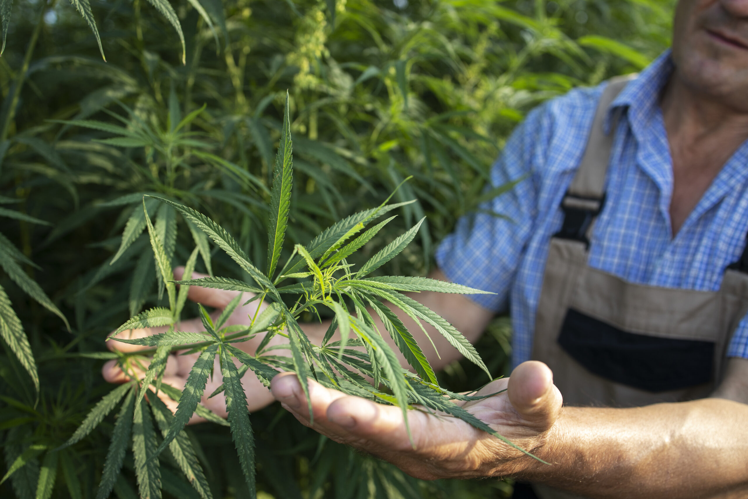 You are currently viewing 6 raisons d’utiliser du CBD pour améliorer votre bien-être