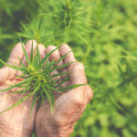 Quelles sont les différences entre le CBD, le THC, le CBG et le CBN ?